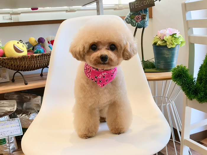 はじめてのトリミングも安心しておまかせを