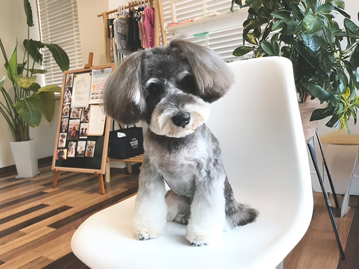 小型犬専門だから、はじめてでも安心！